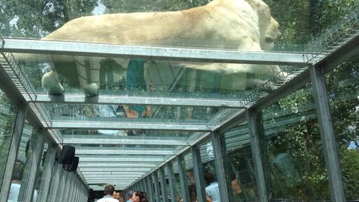 Safari Park; where you can go on a safari with your own car & see/feed/touch animals from all over the world. There is a small waterpark on the site too.
Picture; White lions
#weekendgetaway