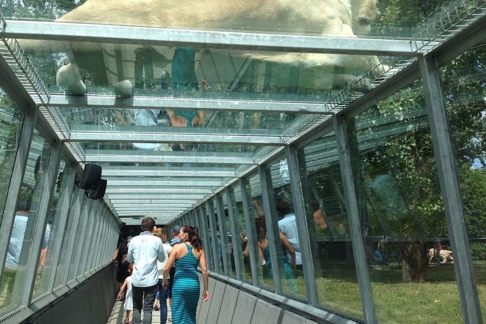 Une passerelle de verre surmontée d’un grand enclos abritant des animaux.