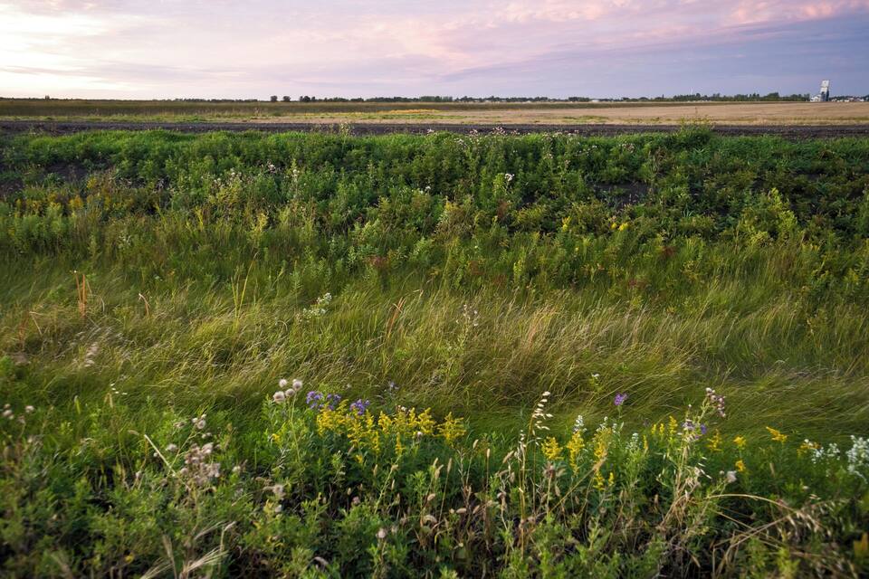 Un champ parsemé d’herbes hautes et de fleurs sauvages, un horizon lointain et un ciel nuageux.