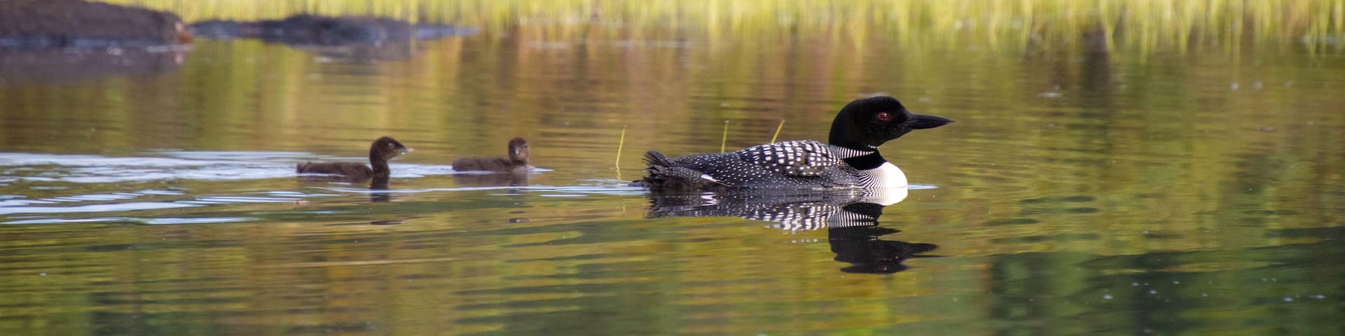Family of Loons on a wild lake in a wildlife reserve in Quebec in Canada