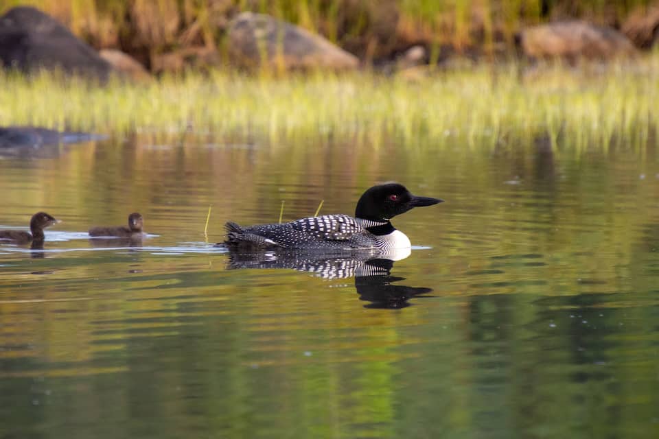 A loon swimming in a pond with rocks and grass in the background.