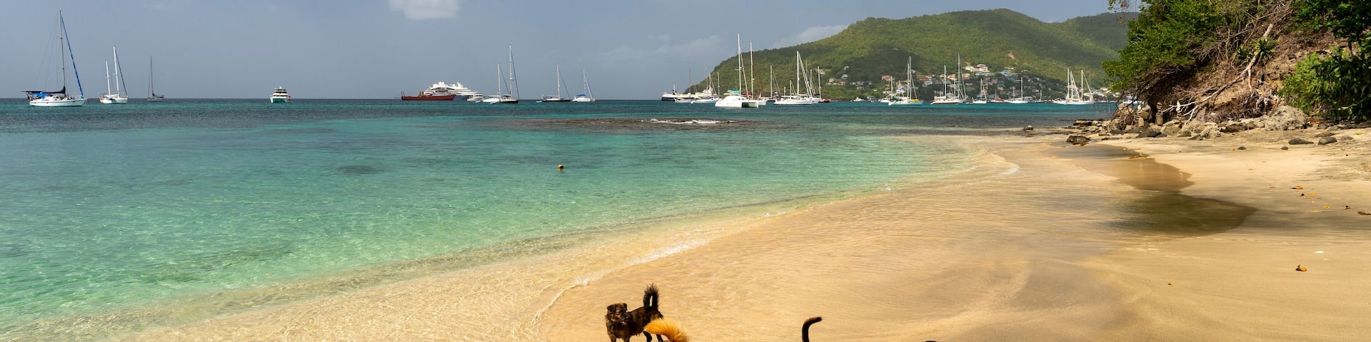 Bequia, Saint Vincent, Lower Bay - 31 Januari 2024 - Some dogs on the Lower Bay beach in Bequia
