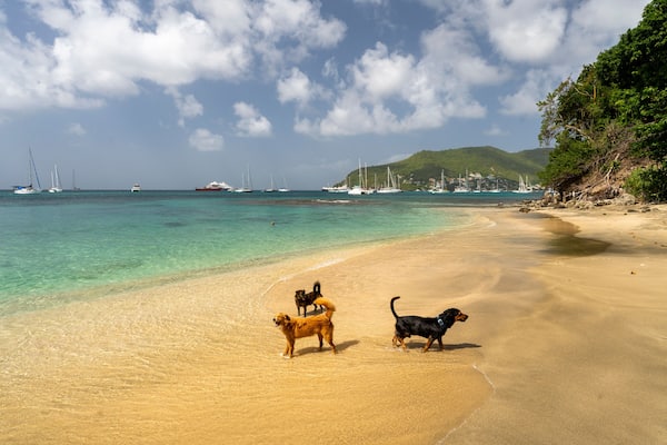 Bequia, Saint Vincent, Lower Bay - 31 Januari 2024 - Some dogs on the Lower Bay beach in Bequia