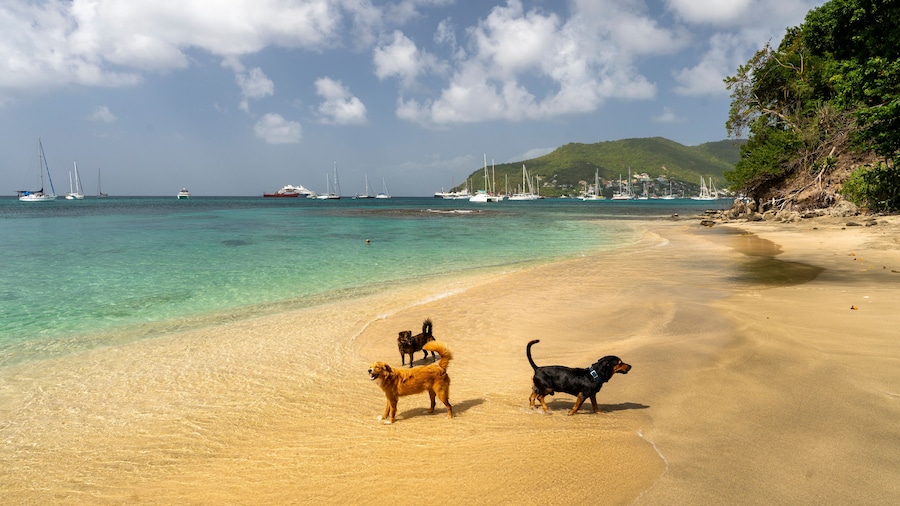 Bequia, Saint Vincent, Lower Bay - 31 Januari 2024 - Some dogs on the Lower Bay beach in Bequia
