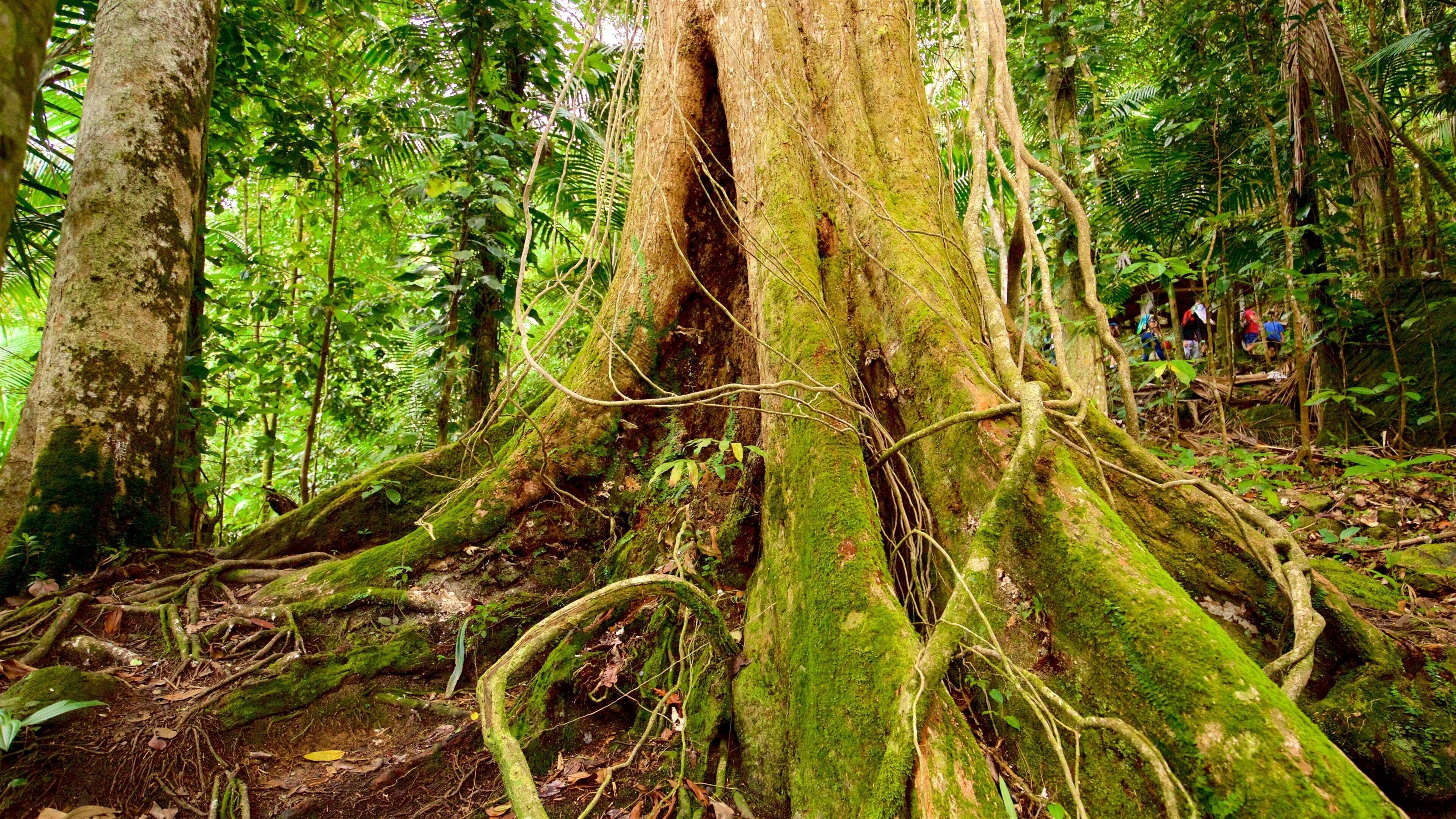 Big Tree Trail showing forest scenes