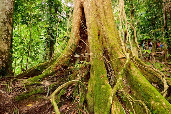 Big Tree Trail showing forest scenes