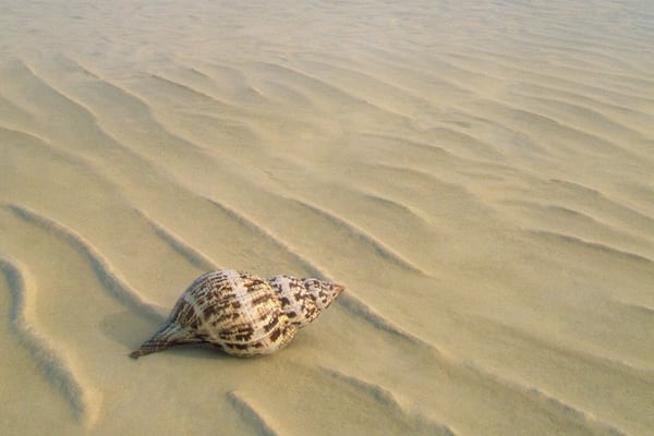 Conch shell on empty beach in Lucayan National Park on Grand Bahama Island, Bahamas, Caribbean