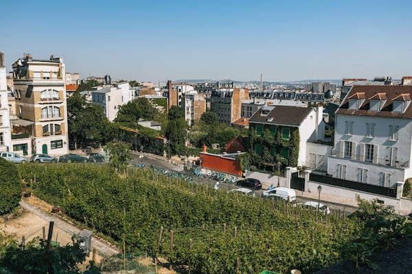 Vinhedo com fileiras de videiras, rua com carros estacionados e edifícios com arquitetura variada.