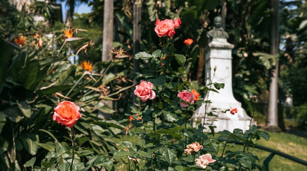 Jardim Botânico Tropical featuring wildflowers