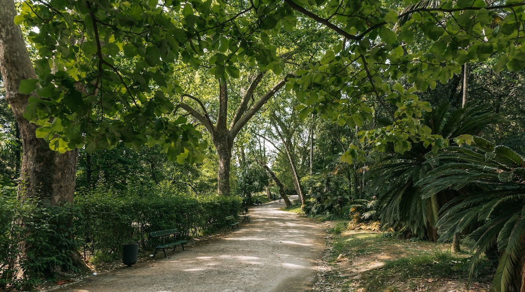 Jardim Botânico Tropical showing a park