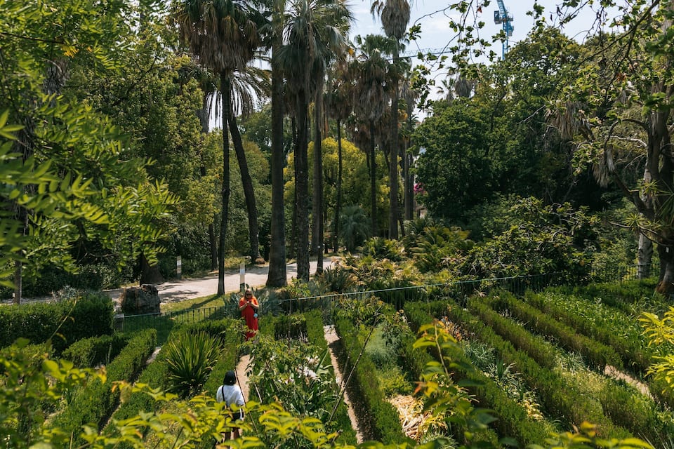A lush garden with neatly trimmed hedges and tall palm trees.