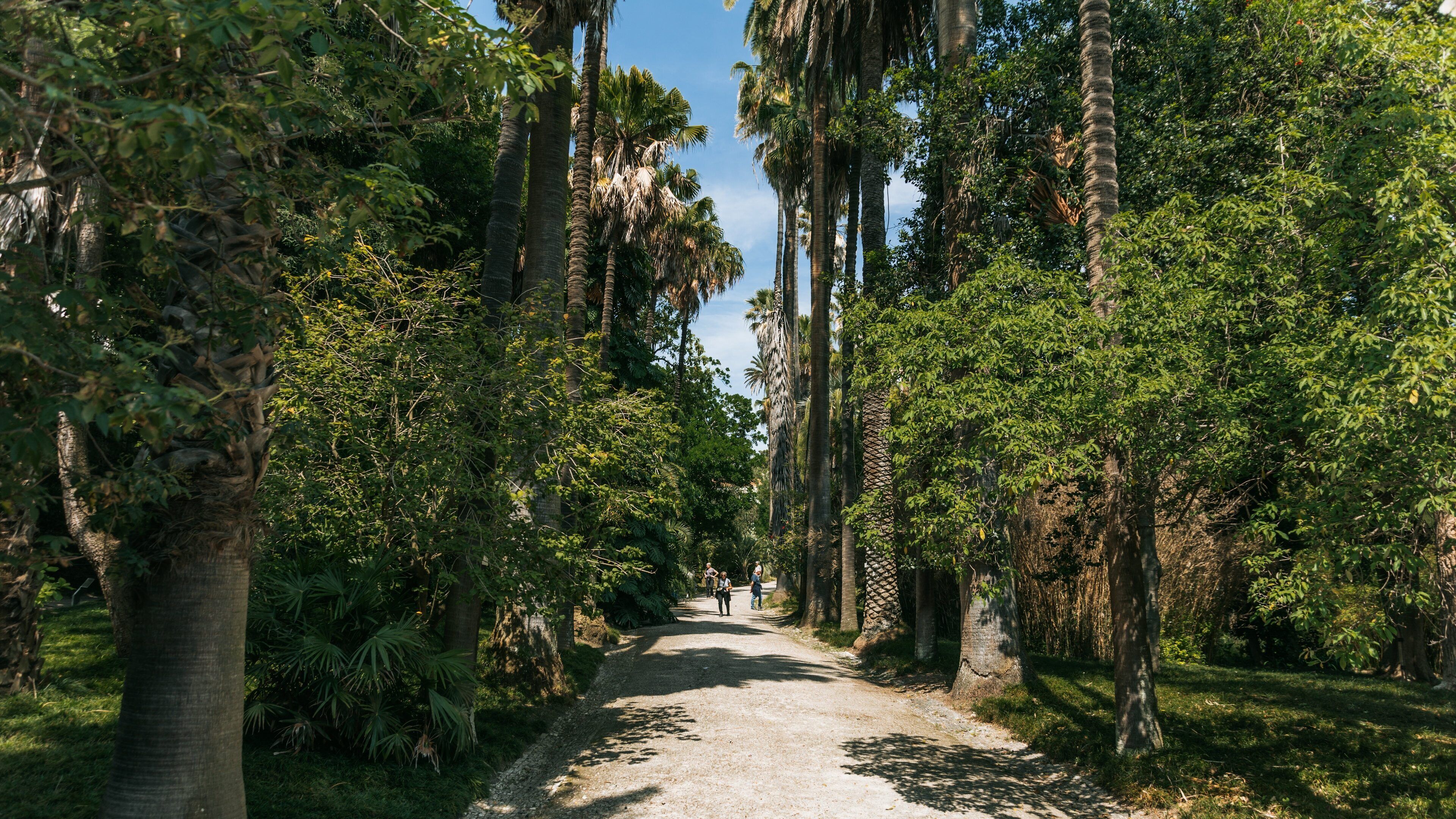 Jardim Botânico Tropical featuring a garden