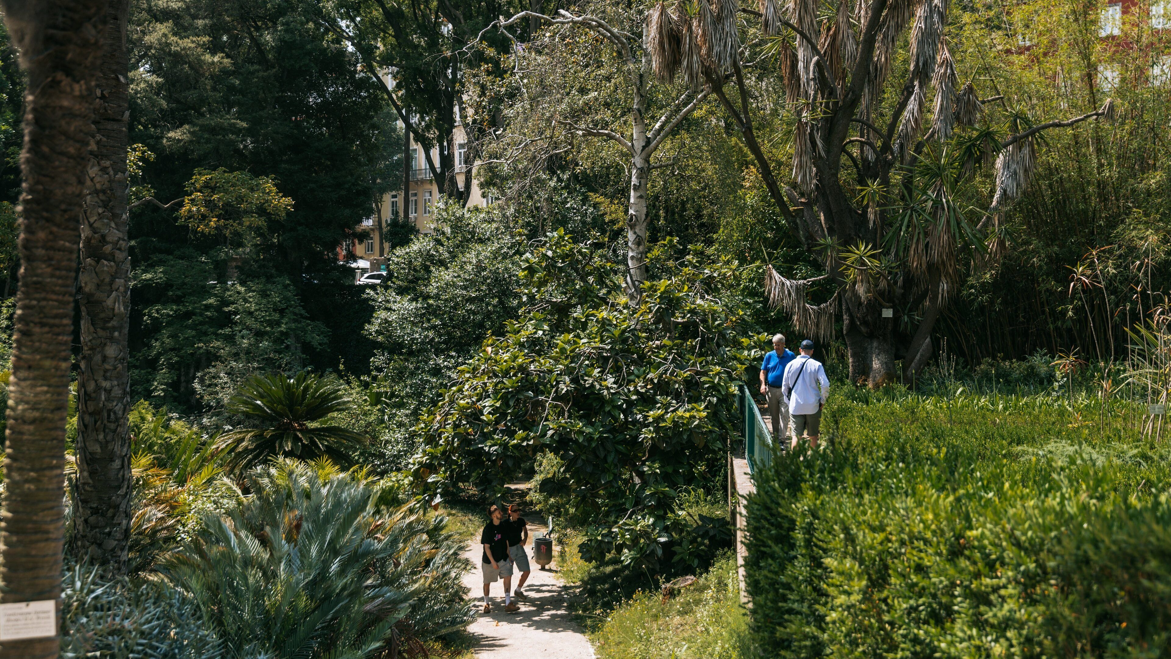 Jardim Botânico Tropical which includes a garden