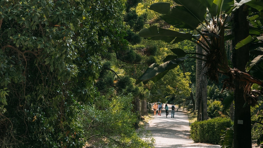 Jardim Botânico Tropical featuring a garden