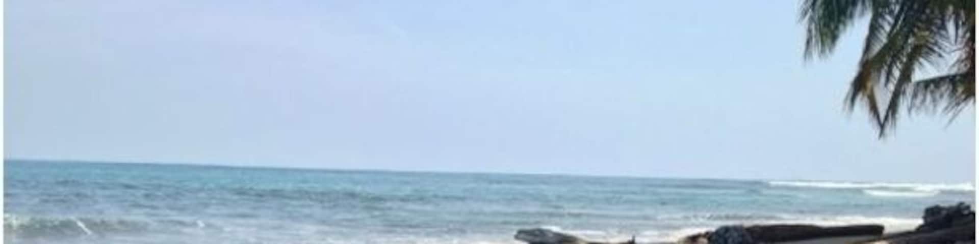 A rocky shoreline with clear water and a palm tree.