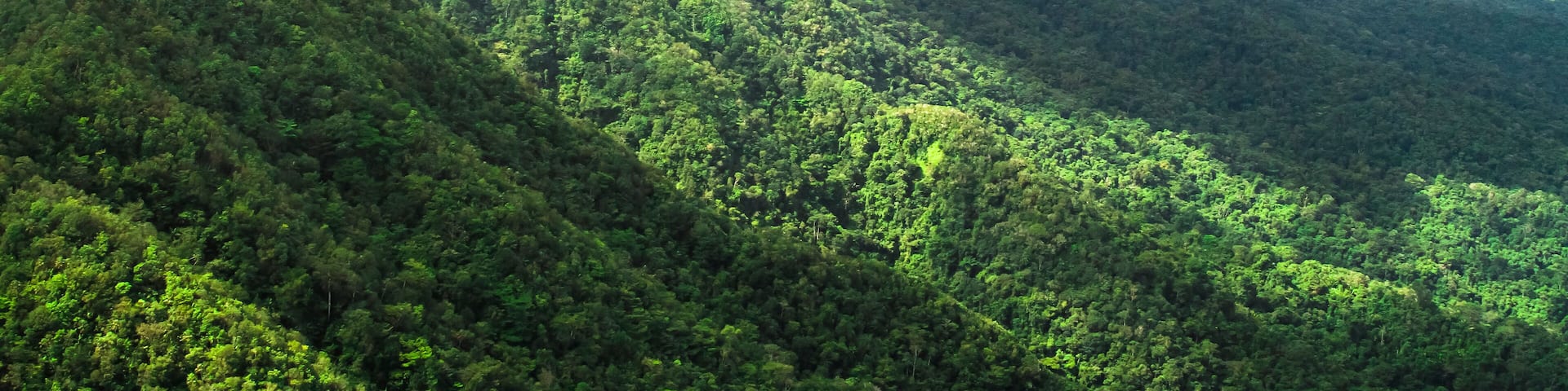 Pristine primary forest dominates the landscape in this aerial shot of the Cockscomb Basin, Belize.