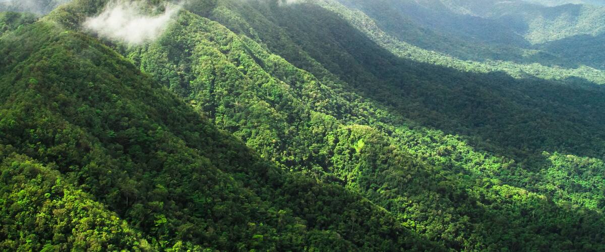 A lush green mountain range with dense forests and mist-covered peaks.