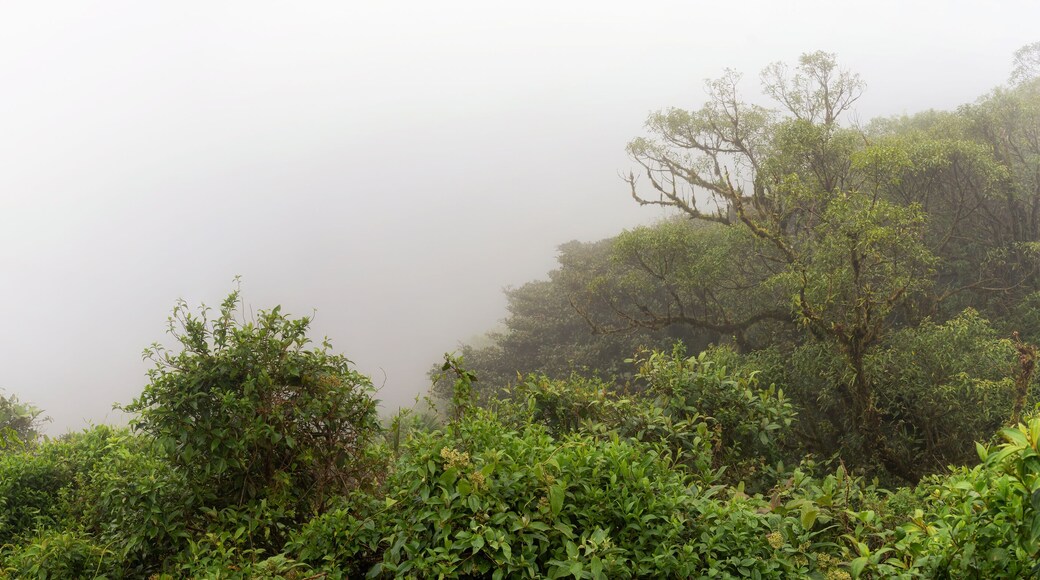 The Monteverde Cloud Forest Reserve (Reserva Biológica Bosque Nuboso Monteverde) is a Costa Rican reserve located along the Cordillera de Tilarán within the Puntarenas and Alajuela provinces.