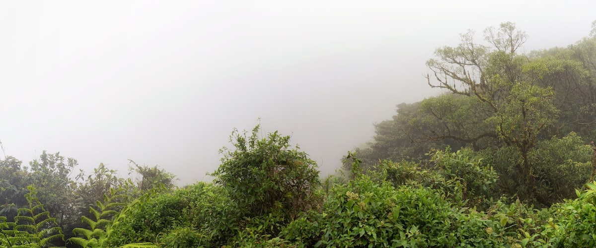 The Monteverde Cloud Forest Reserve (Reserva Biológica Bosque Nuboso Monteverde) is a Costa Rican reserve located along the Cordillera de Tilarán within the Puntarenas and Alajuela provinces.