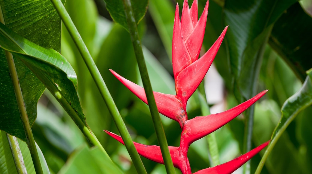 Red Tropical Flower