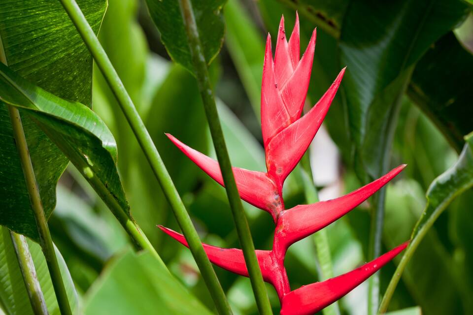 Uma flor vermelha com folhas verdes.