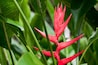 Red Tropical Flower