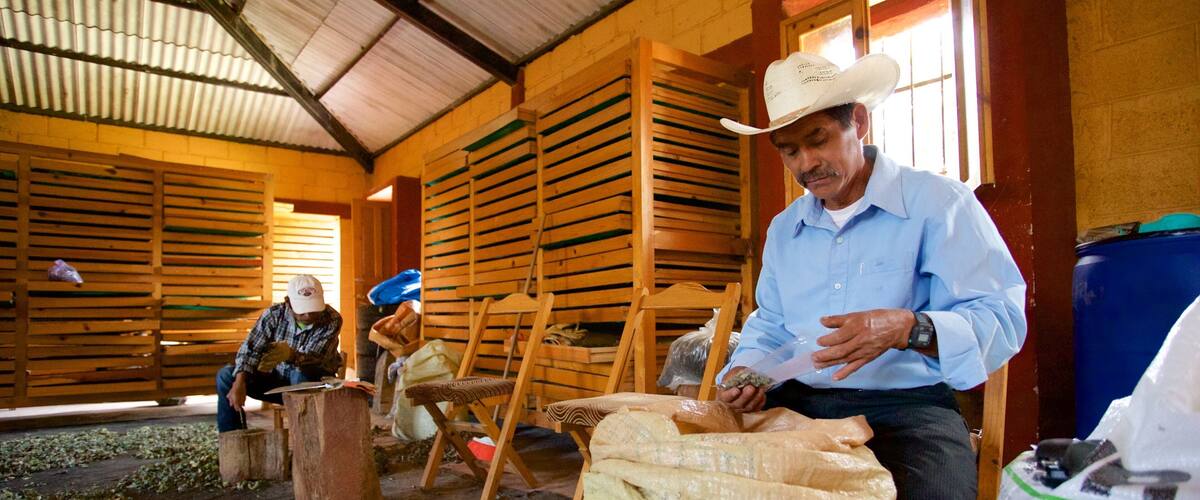 Mayan-medicinmuseet som viser interiør såvel som en mand