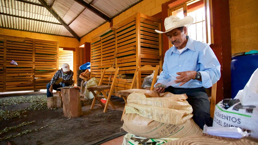 Musée de la médecine maya