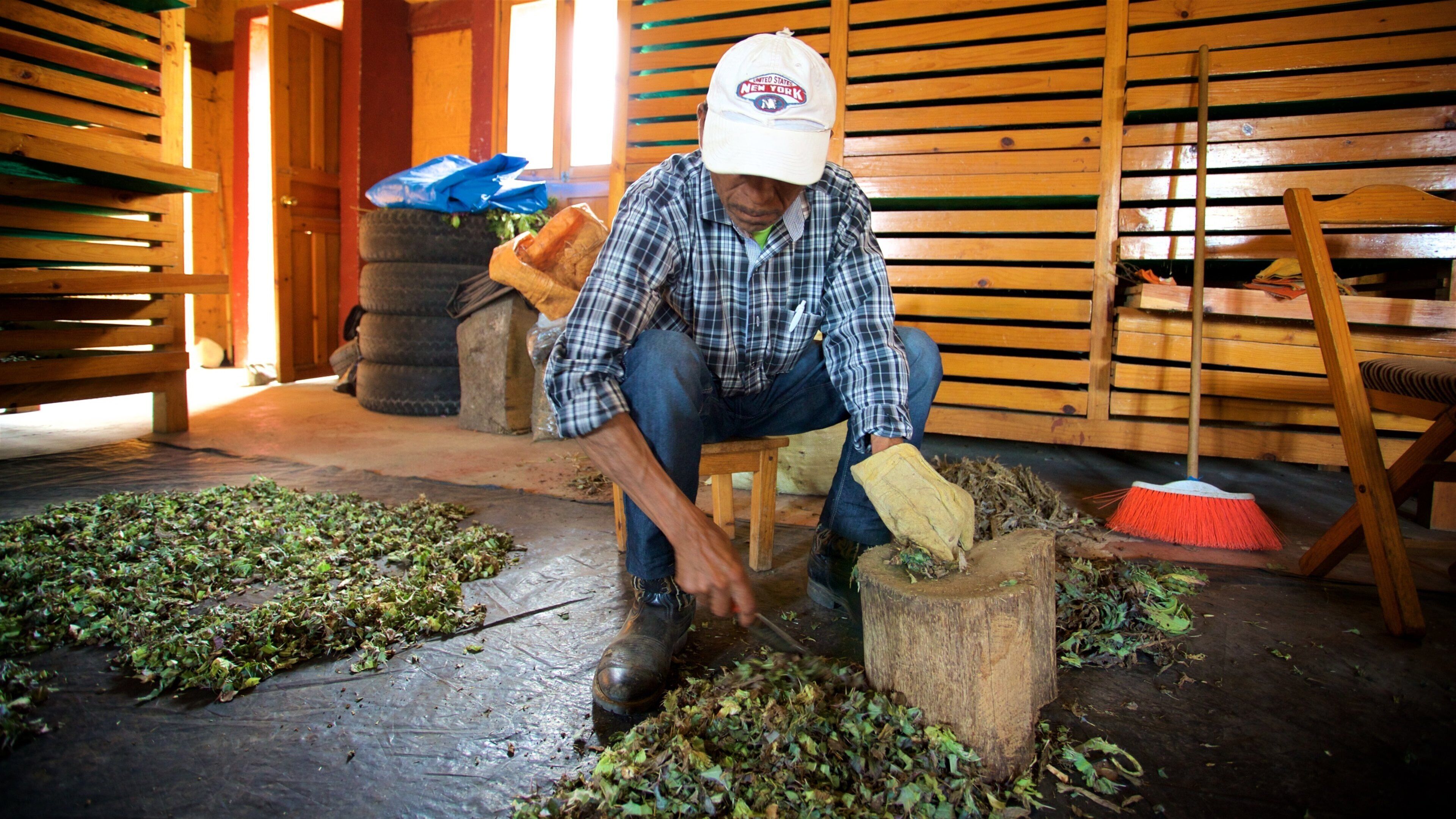 Museet för mayamedicin som visar interiörer såväl som en man