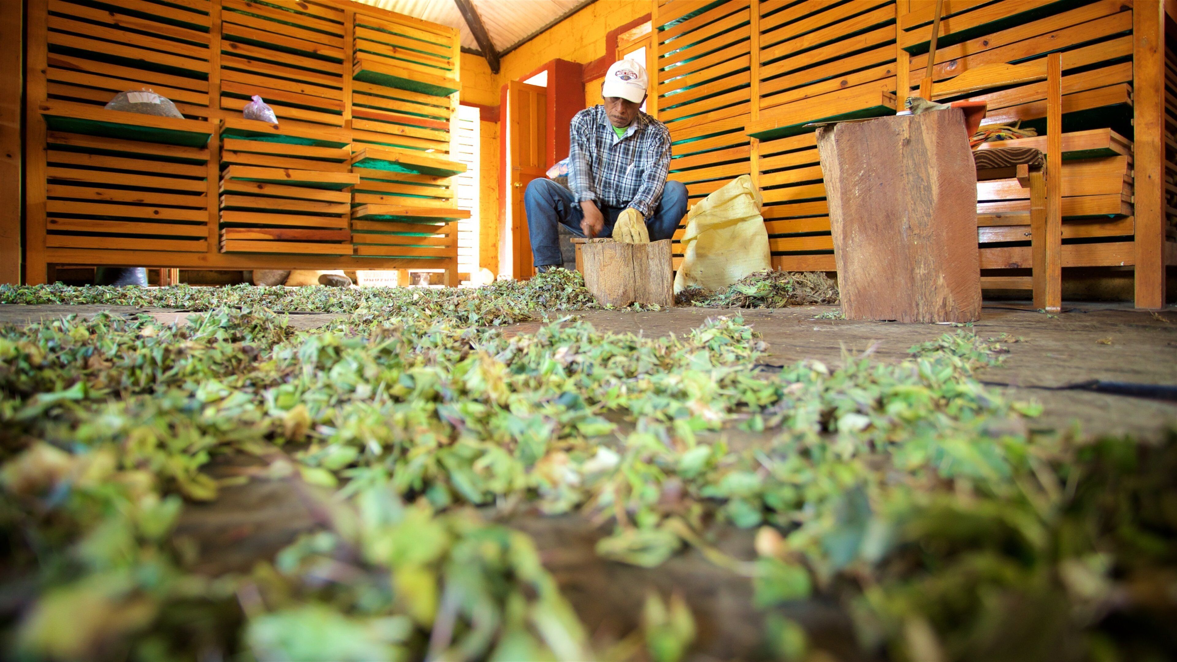 Mayan Medicine Museum caracterizando vistas internas assim como um homem sozinho