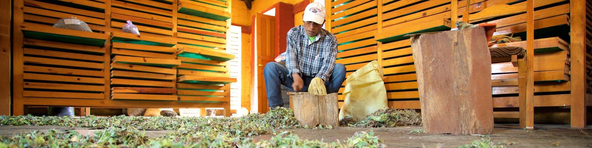 Museo de la medicina maya ofreciendo vistas interiores y también un hombre