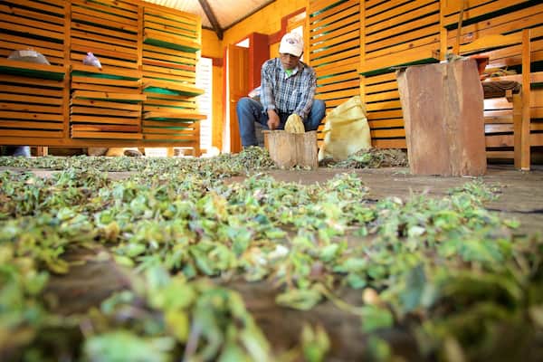 Maya-Medizinmuseum welches beinhaltet Innenansichten sowie einzelner Mann