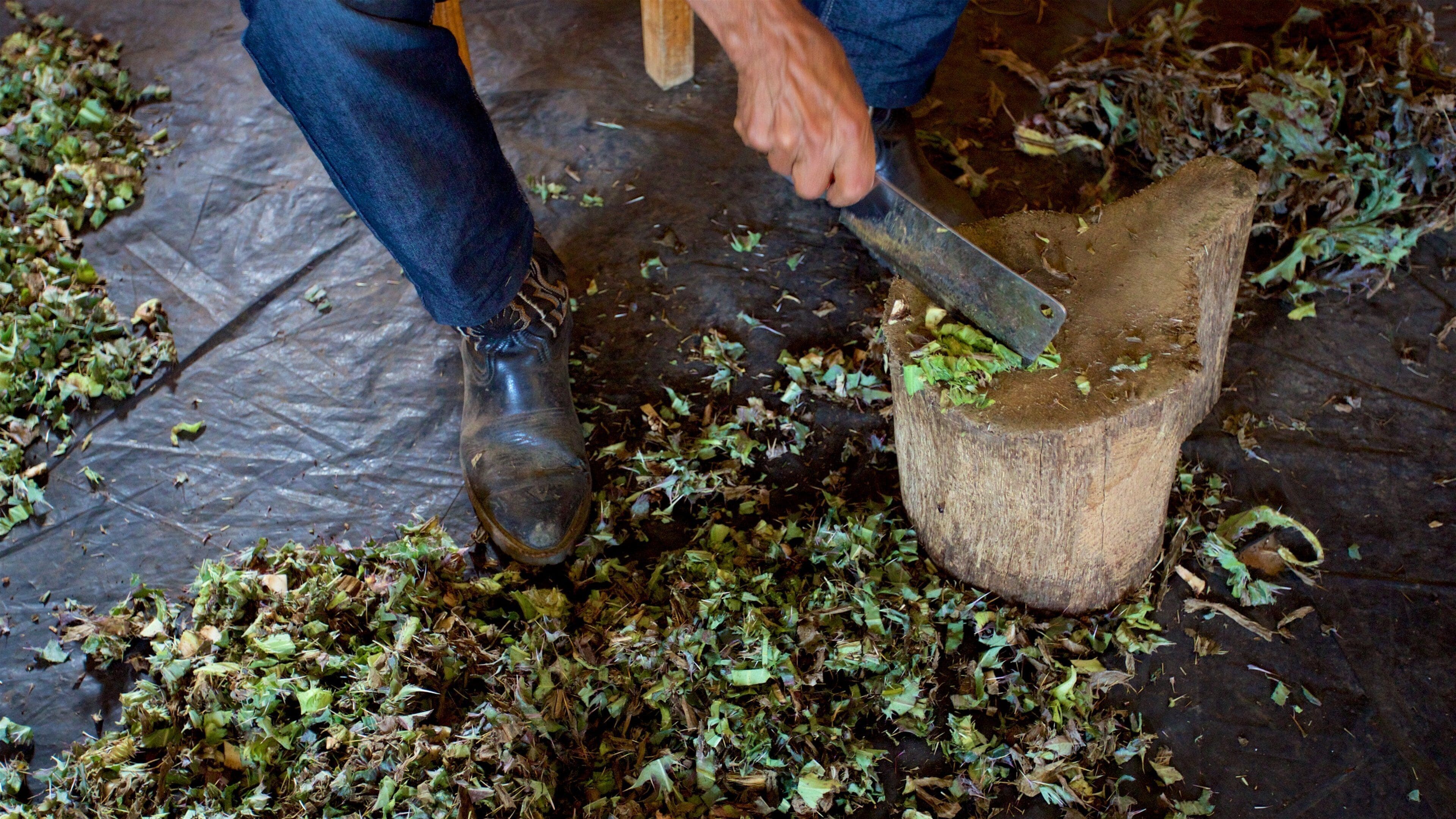 Mayan Medicine Museum as well as an individual male