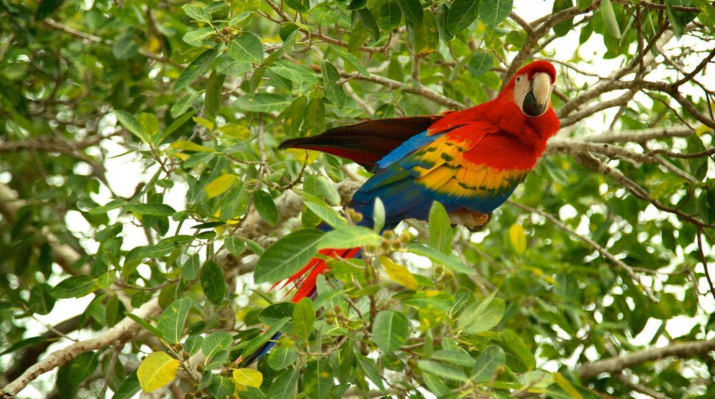 Museo Capitán Dulché bevat vogels
