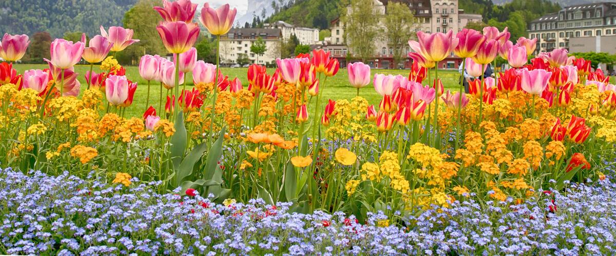 Tulip beds and beautiful landscaping in front of the Swiss Alps,