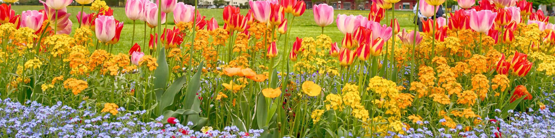 Tulip beds and beautiful landscaping in front of the Swiss Alps,