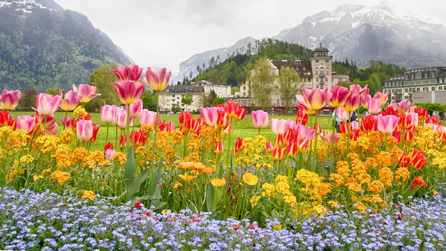 Tulip beds and beautiful landscaping in front of the Swiss Alps,