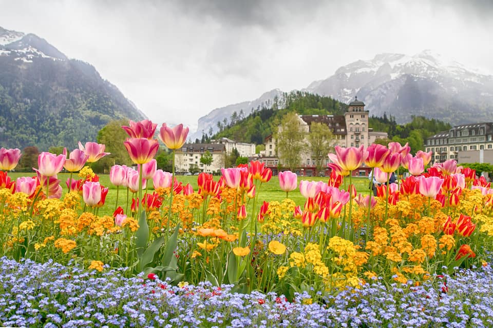 A field of tulips and other flowers in front of a town with mountains in the background.