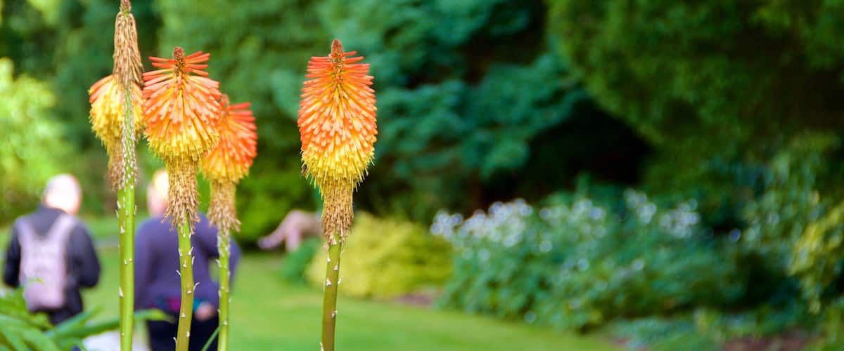 A garden with tall, spiky flowers and lush greenery.