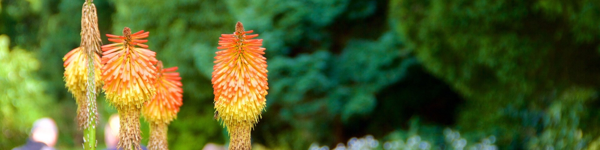A garden with tall, spiky flowers and lush greenery.
