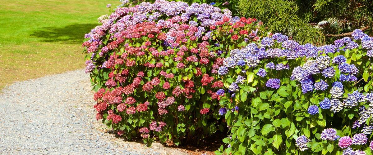 Truro montrant parc et fleurs