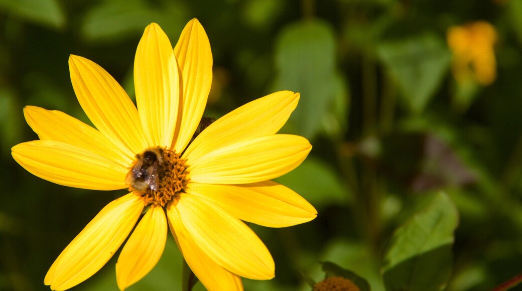 Truro which includes flowers