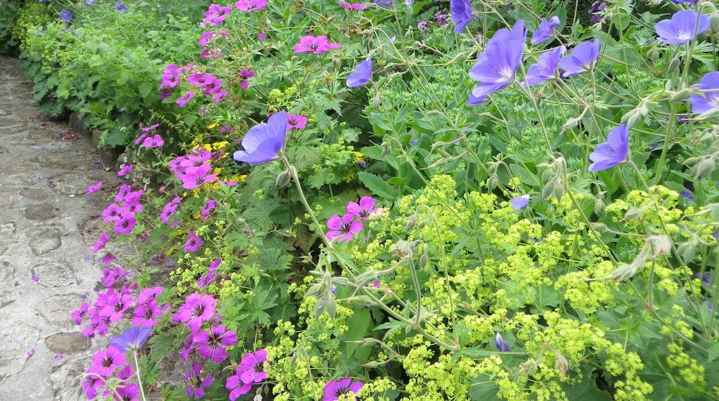 Scaplen's Court Garden