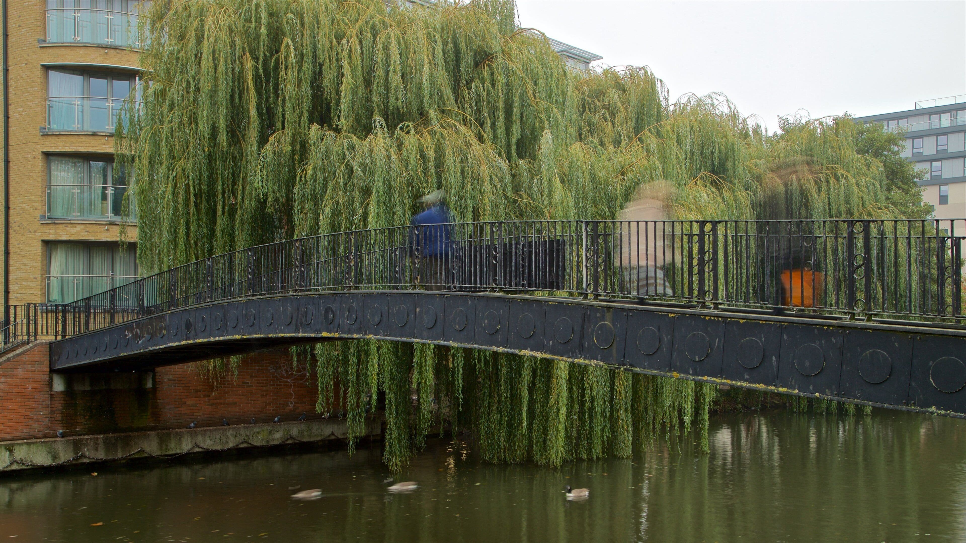Kennet & Avon Canal showing a bridge and a river or creek