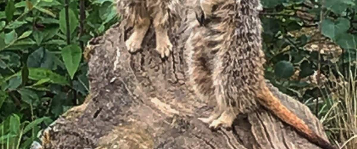 Such cute and quirky creatures.