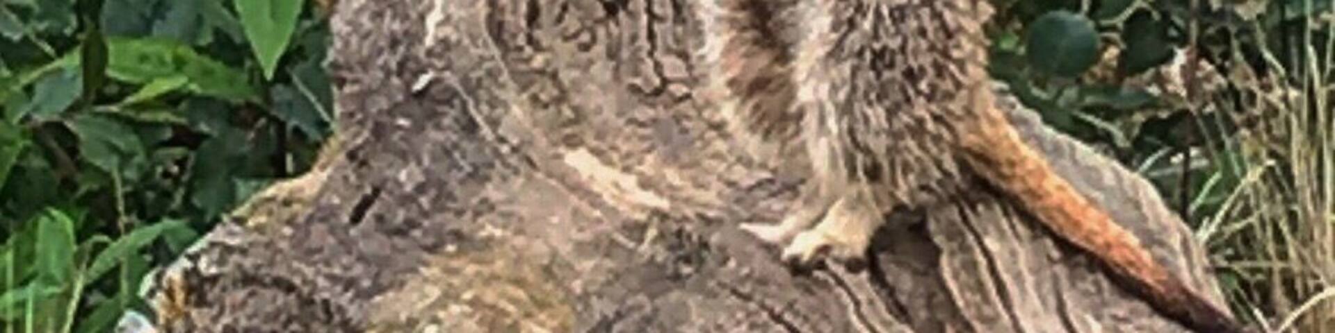 Such cute and quirky creatures.