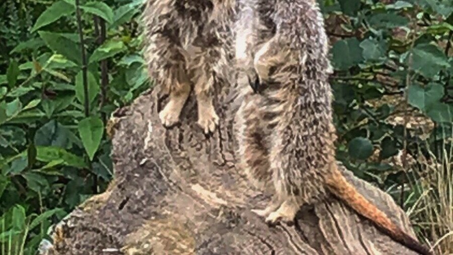 Such cute and quirky creatures.