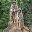 Zoo de Jersey