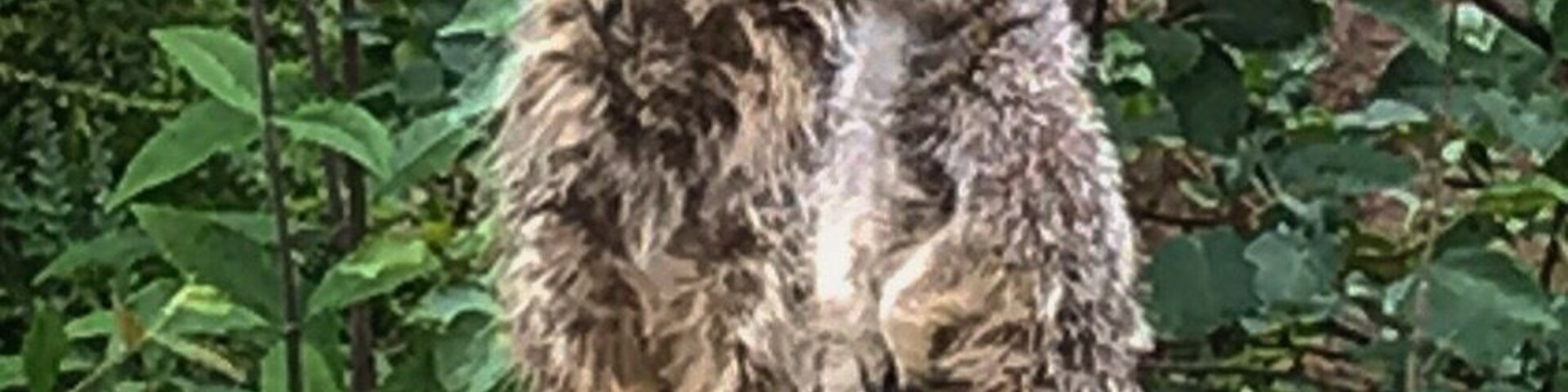 Such cute and quirky creatures.