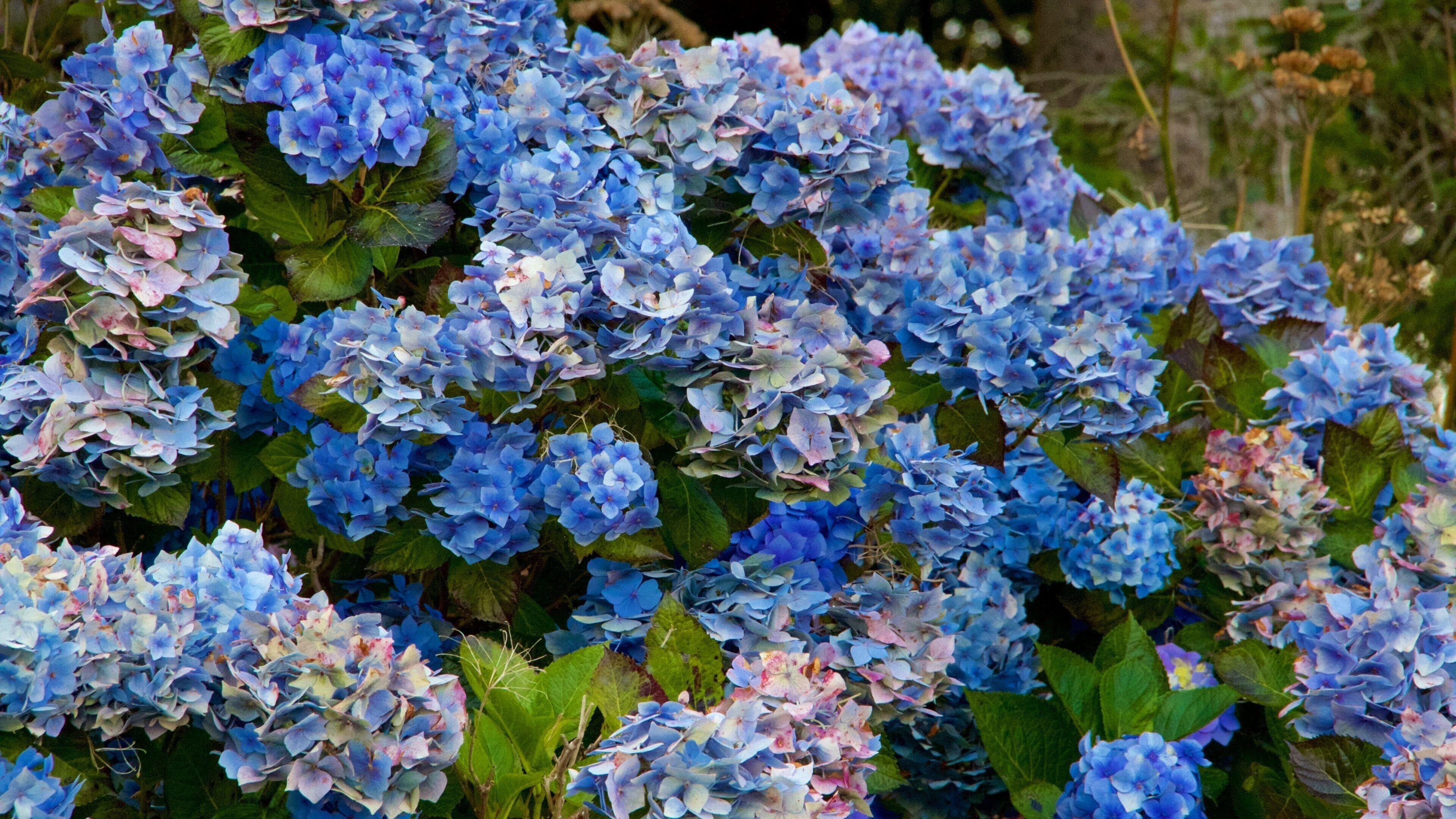 Cornwall fasiliteter samt blomster